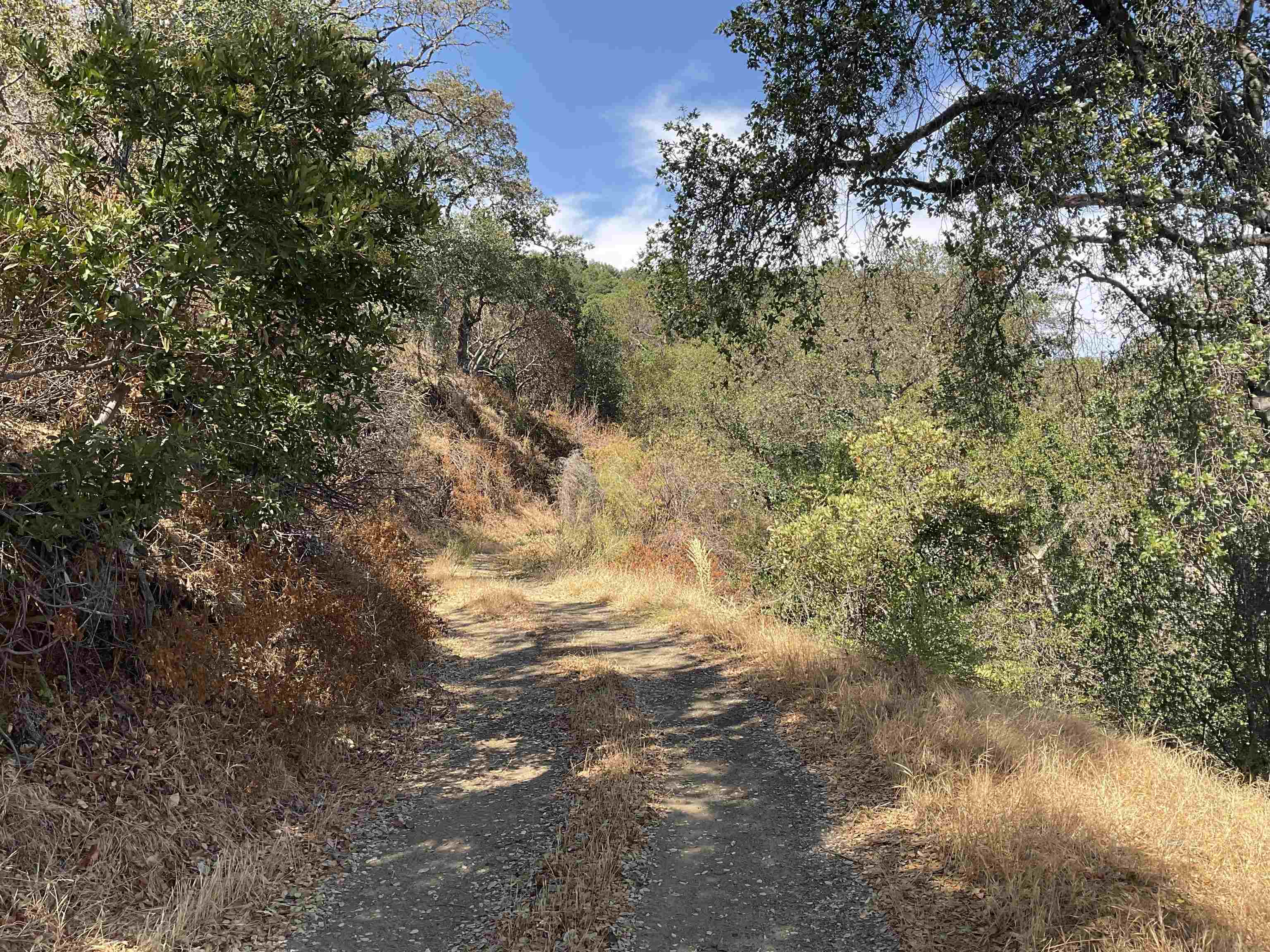 3984 Foothill Road Pleasanton, CA 94588 - Photo 11 of 25 a view of a yard with a tree