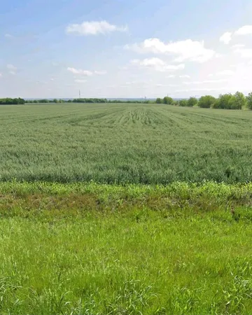 a view of a green field with plants and trees in the background
