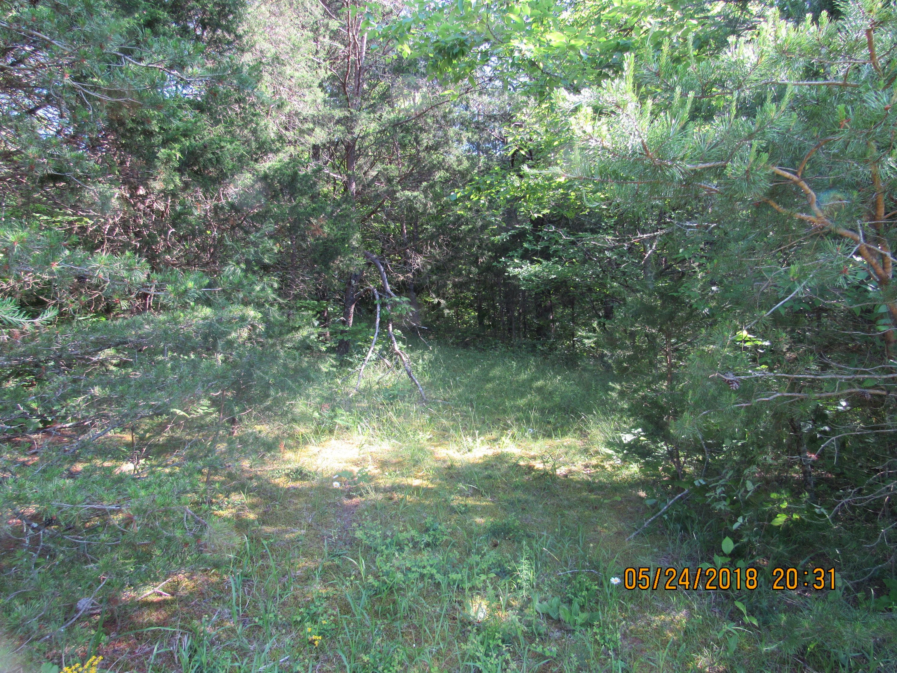Sunnydale Road Greeneville, TN 37743 - Photo 15 of 23 IMG_0579