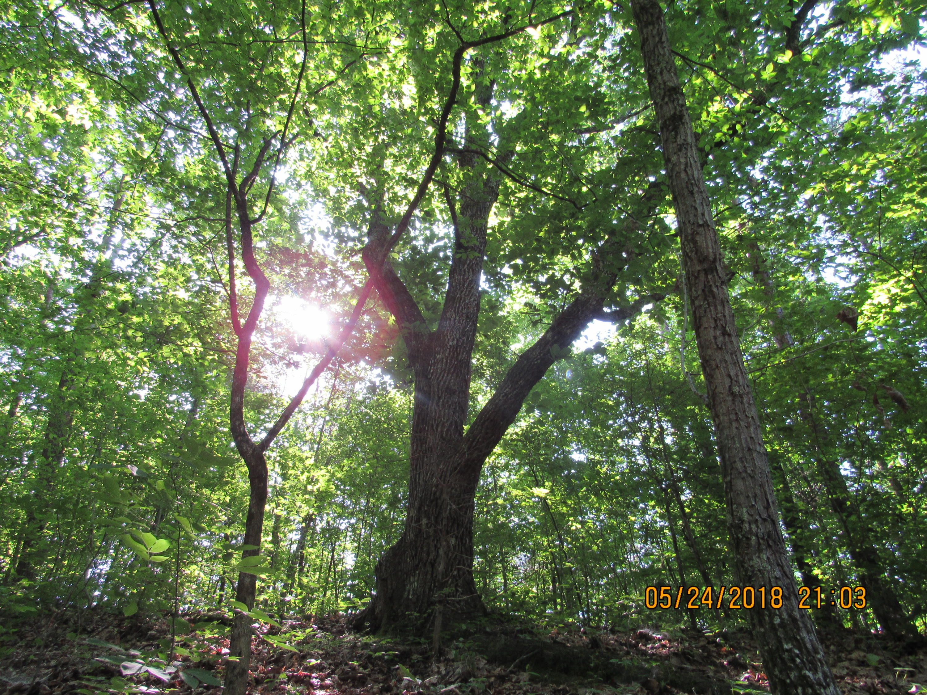 Sunnydale Road Greeneville, TN 37743 - Photo 21 of 23 IMG_0614