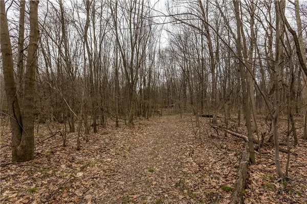 a view of a yard with trees in the background