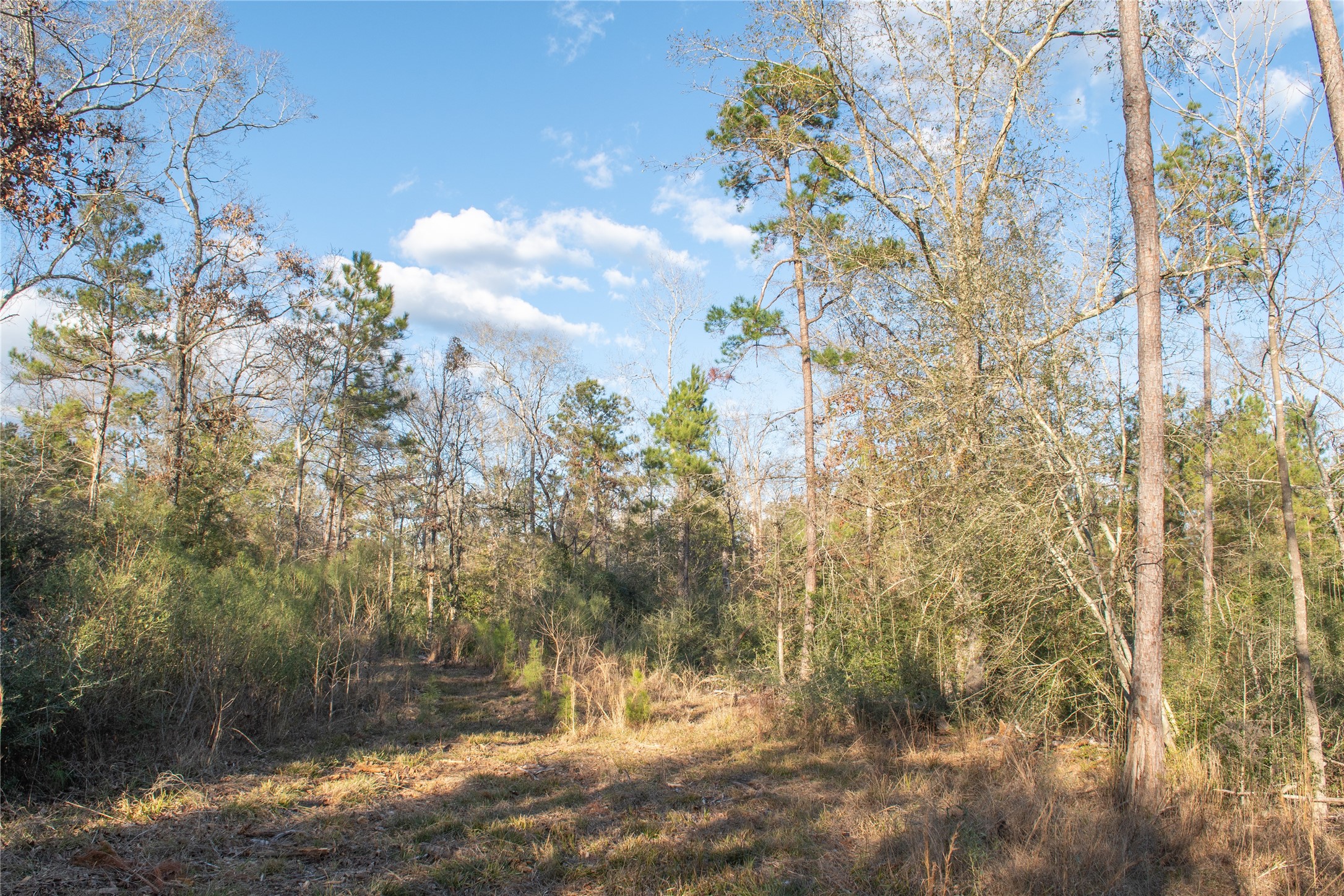 0 Chatfield Road Livingston, TX 77351 - Photo 22 of 28
