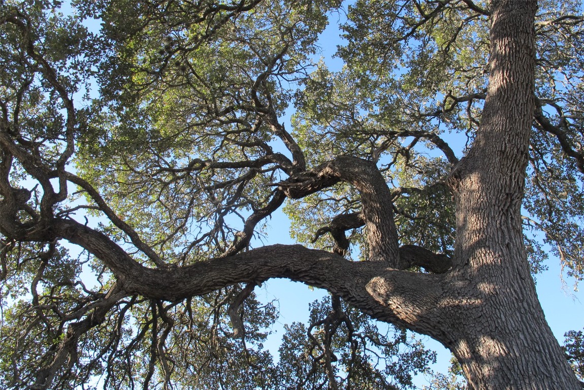 600 South Bagdad Road Leander, TX 78641 - Photo 16 of 36 1 of several heritage Live Oaks