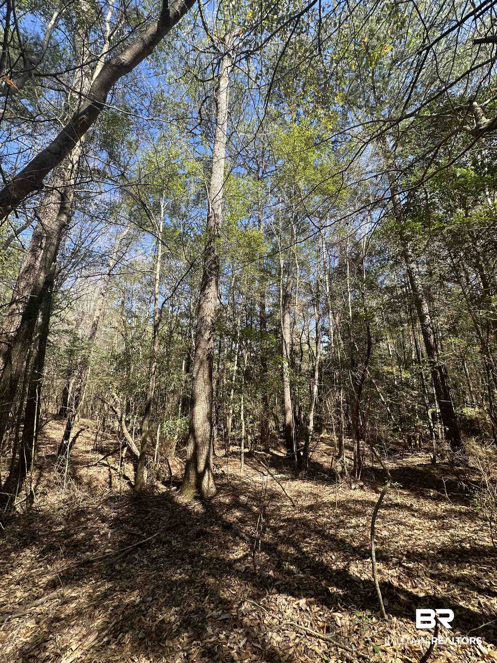 8557 County Road 34 Millry, AL 36558 - Photo 20 of 36 View of nature featuring a view of trees