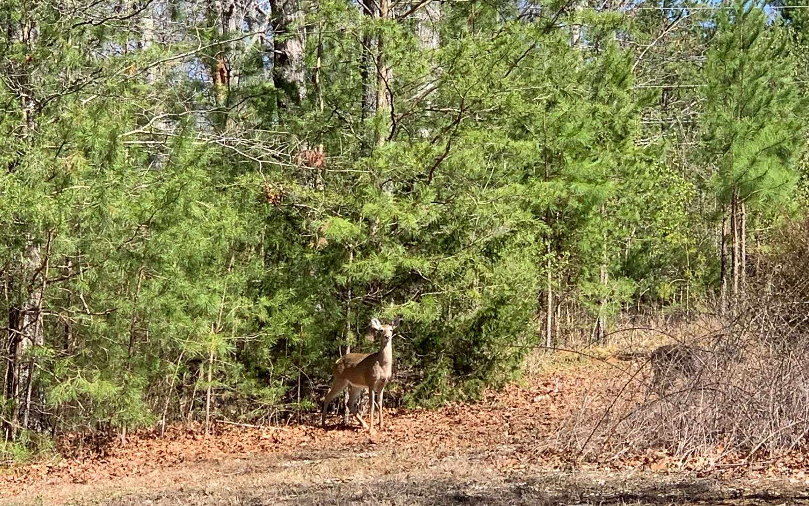 576 Galaxy Way Ranger, GA 30734 - Photo 2 of 11 Additional View