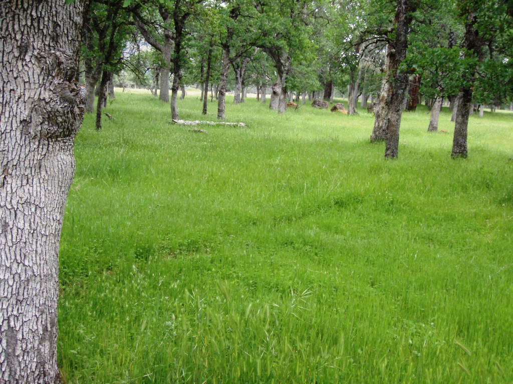 40-acres Wildcat Road Shingletown, CA 96088 - Photo 5 of 18 Grass and oaks