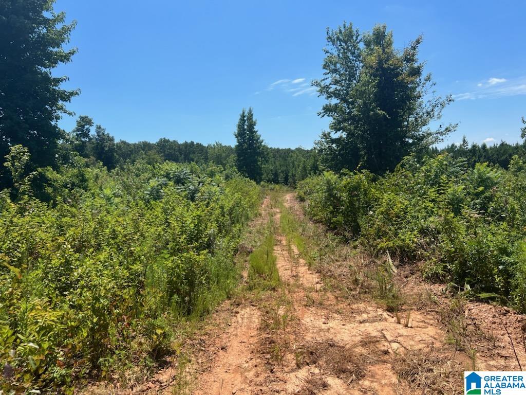 0 County Road 66, Unit 6 ACRES Heflin, AL 36264 - Photo 3 of 6