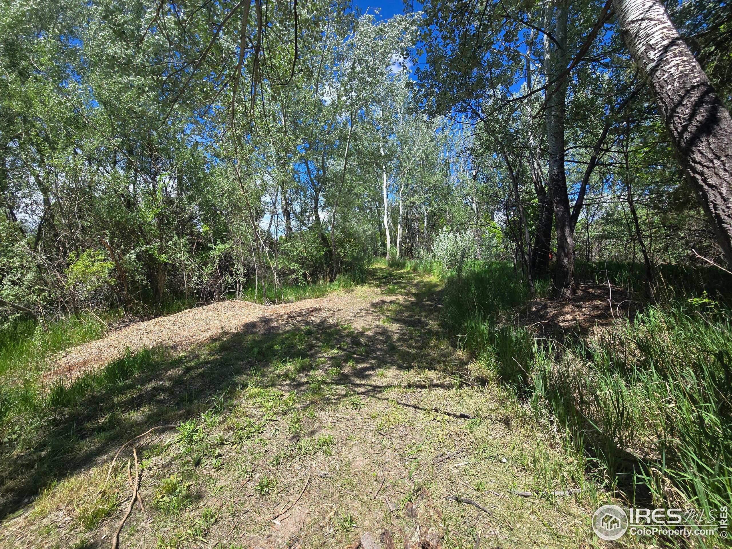 2001 West Prospect Road Fort Collins, CO 80526 - Photo 11 of 16 a view of a forest with trees