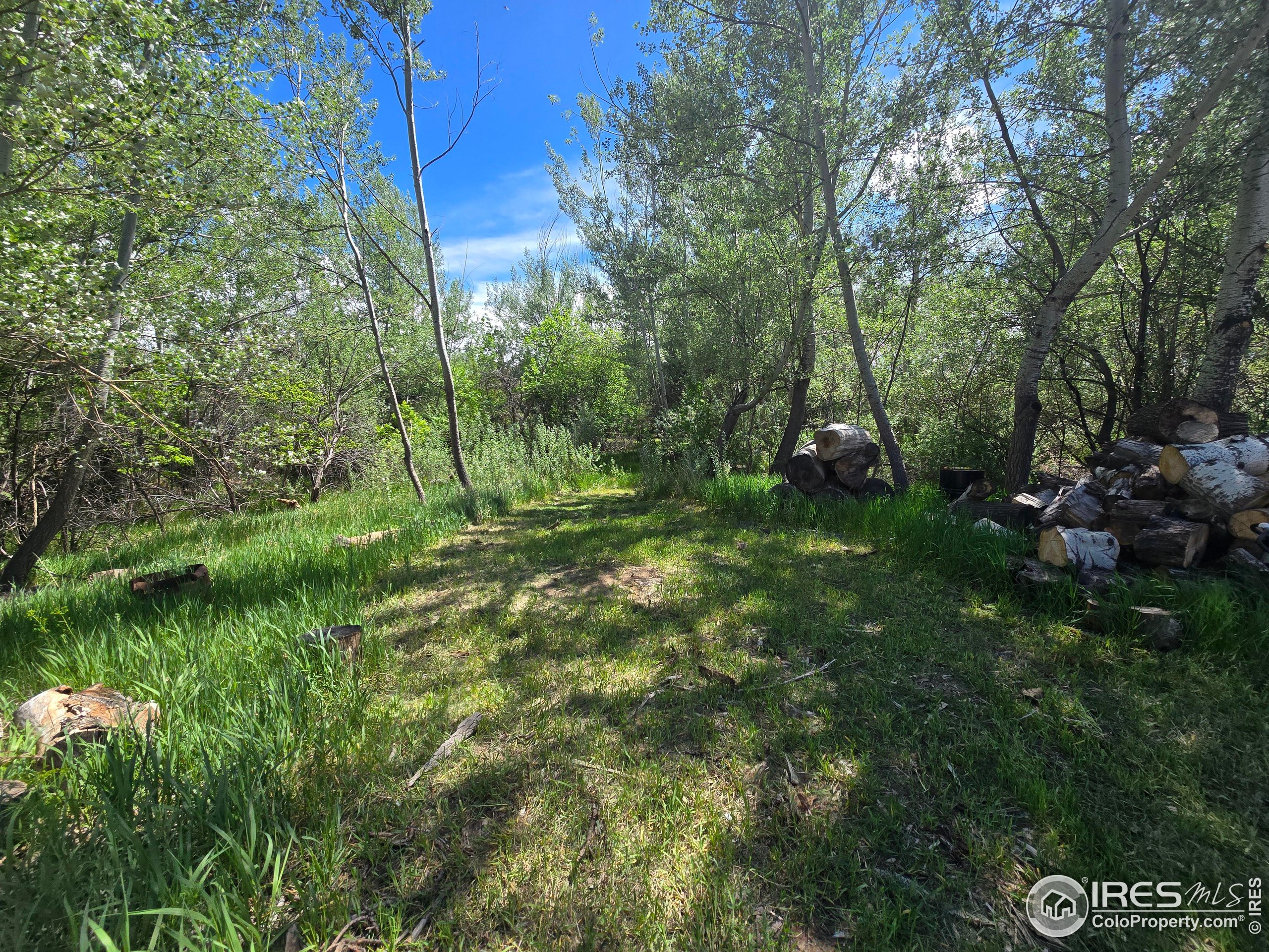 2001 West Prospect Road Fort Collins, CO 80526 - Photo 2 of 16 a big yard with lots of green space and deers