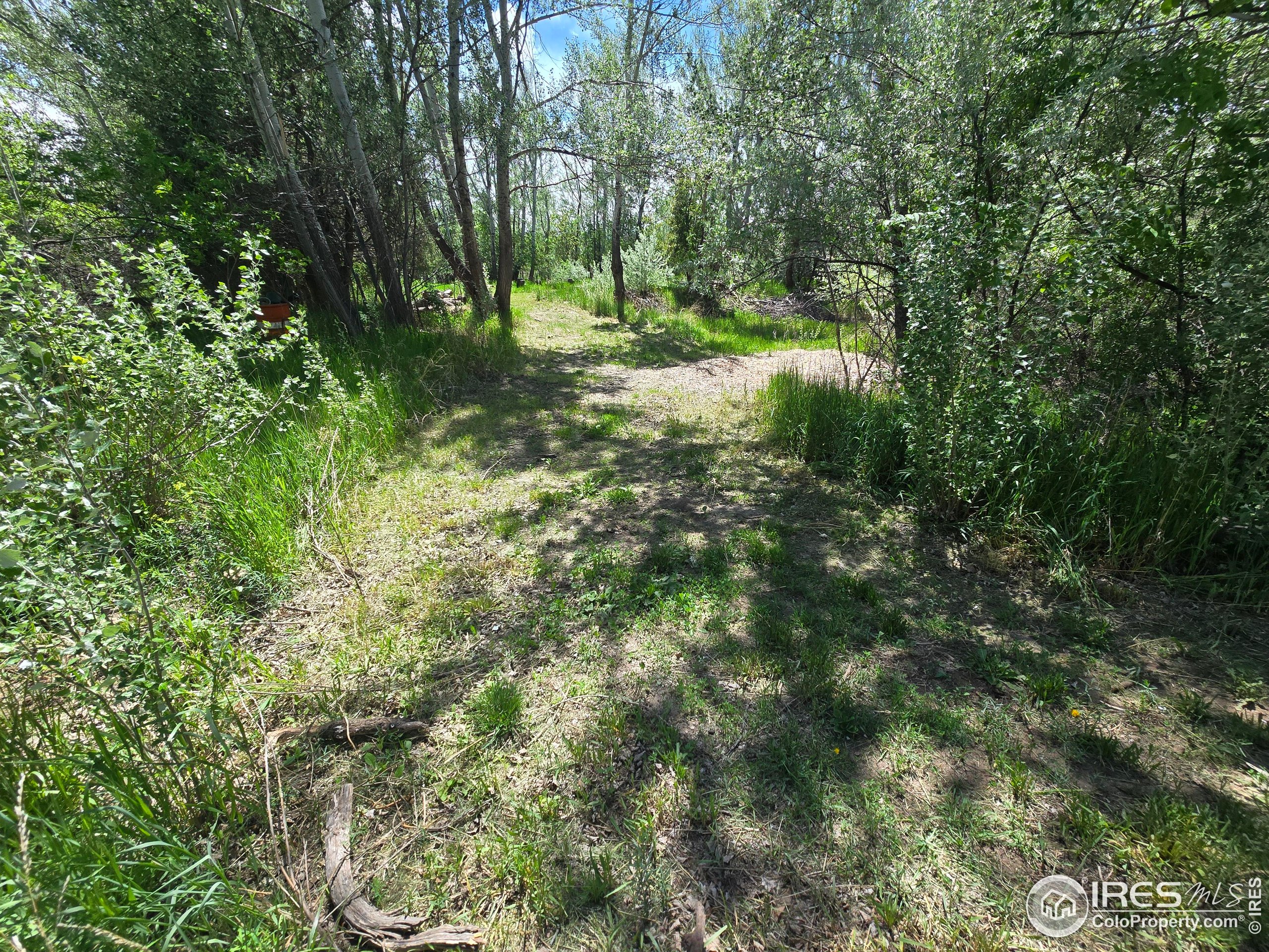 2001 West Prospect Road Fort Collins, CO 80526 - Photo 4 of 16 a view of a forest with trees