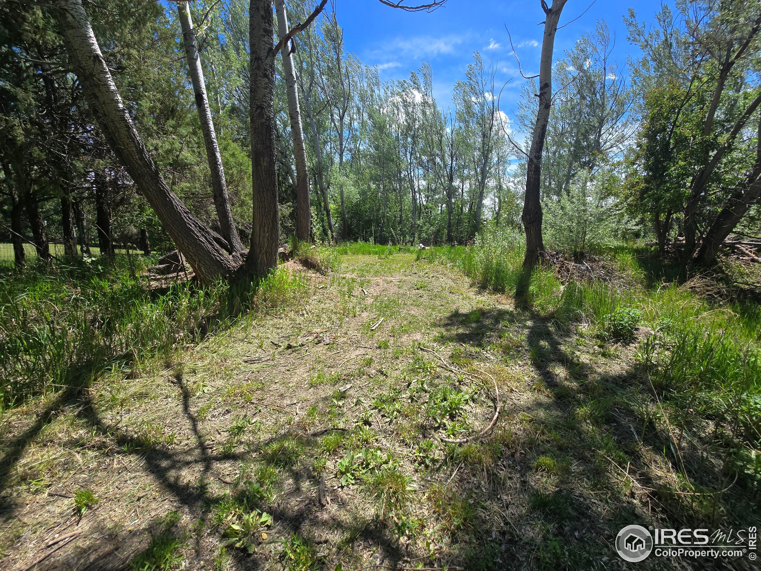 2001 West Prospect Road Fort Collins, CO 80526 - Photo 5 of 16 a view of a yard with a tree