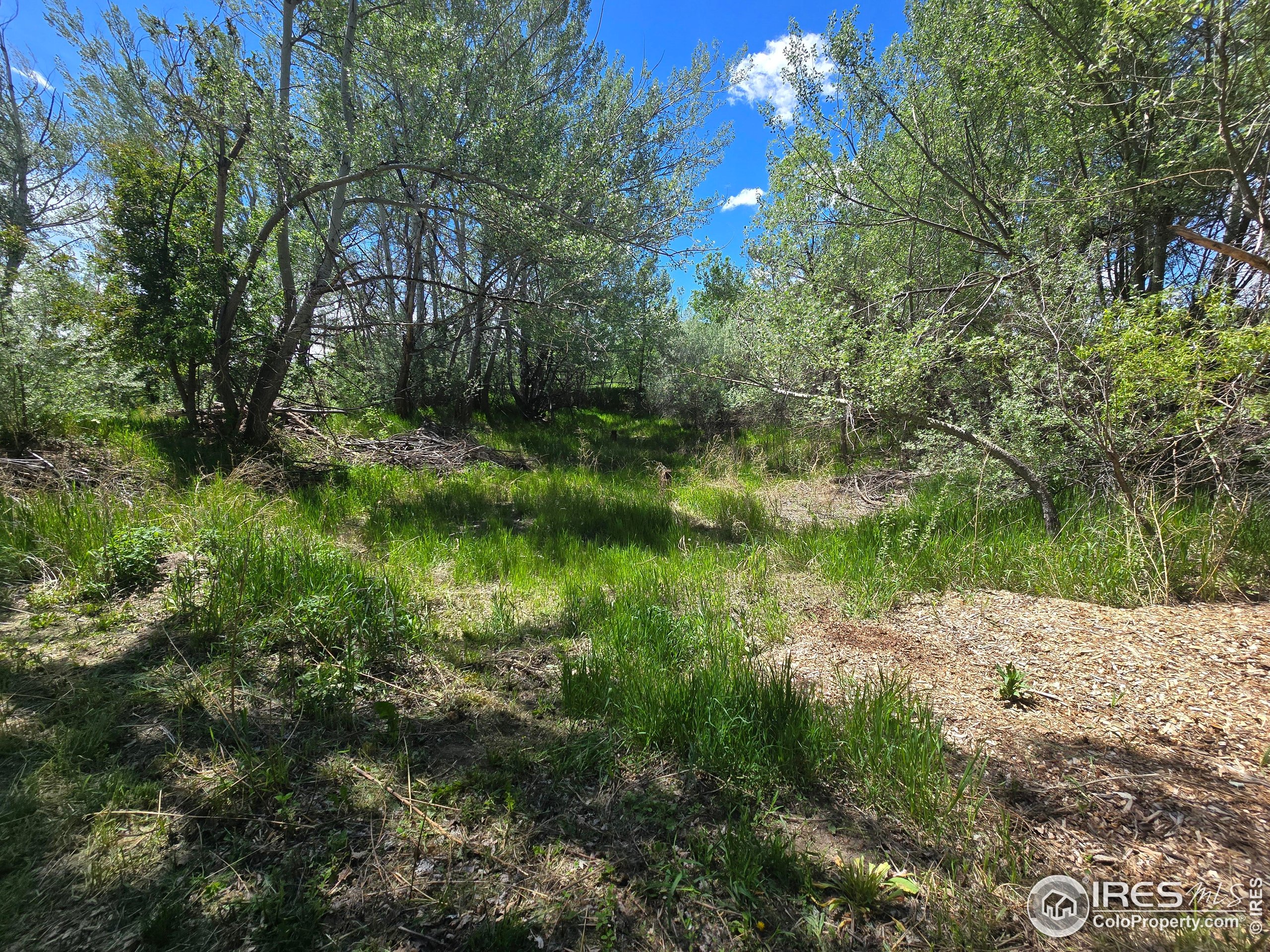 2001 West Prospect Road Fort Collins, CO 80526 - Photo 8 of 16 a backyard of a house with lots of green space