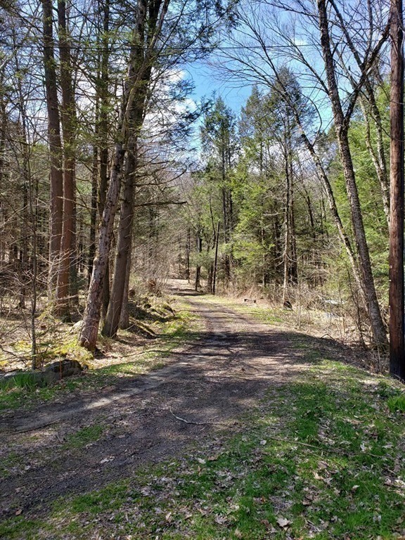 31 Goss Hill Road Huntington, MA 01050 - Photo 8 of 20 a view of yard with tree