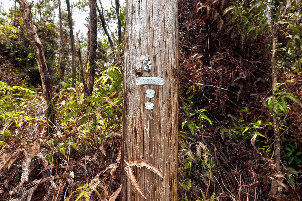 754 8th Street Volcano, HI 96785 - Photo 6 of 6 a view of a door of the tree