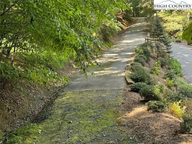 a view of a yard with plants and large trees