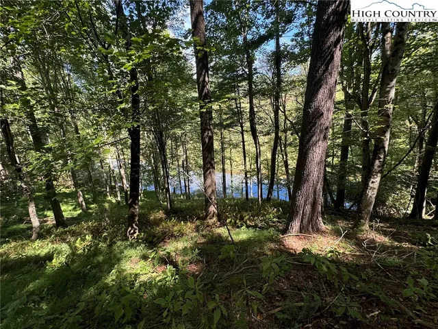 a view of a tree in a yard