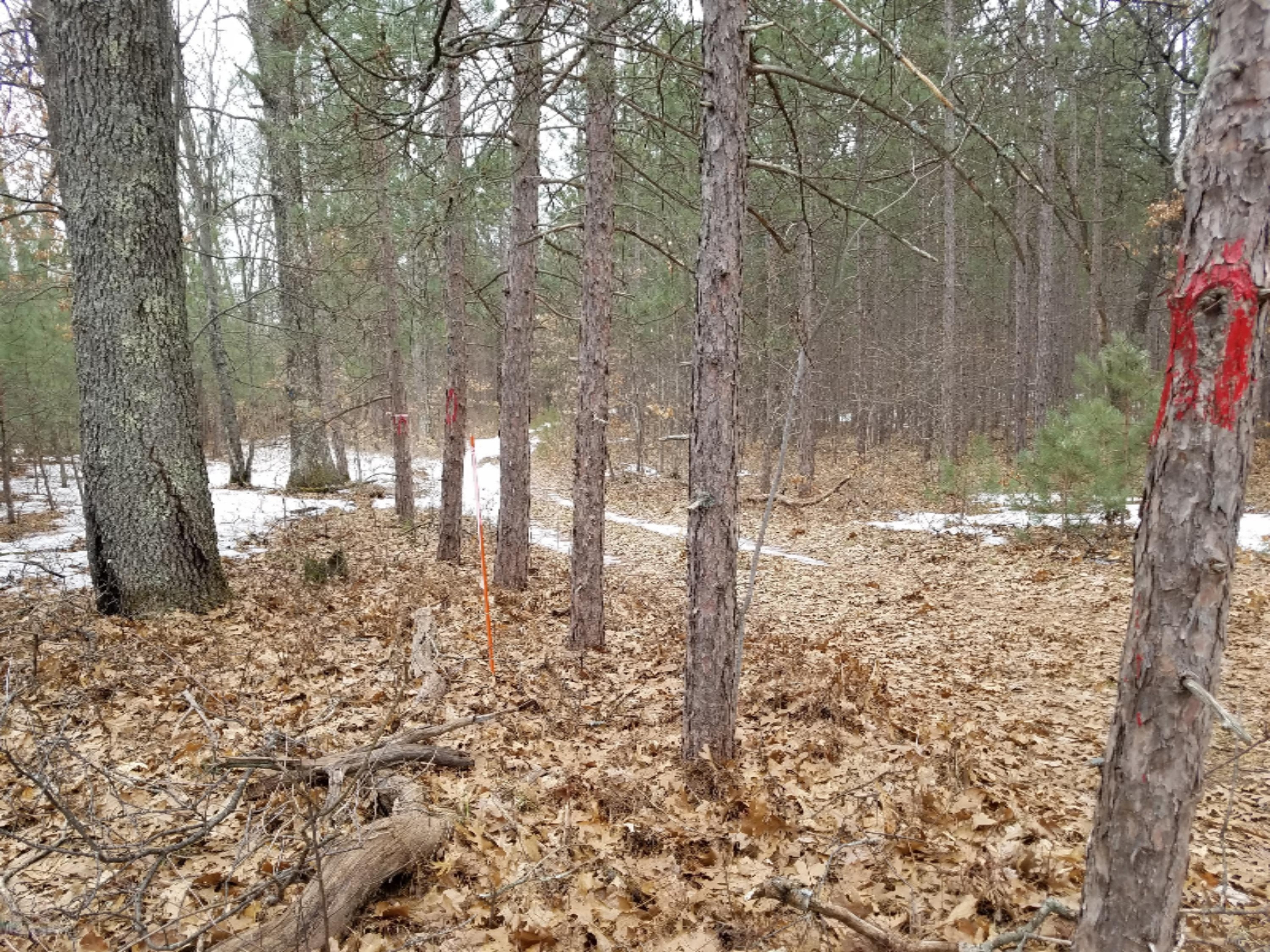 Guenthardt Road Manistee, MI 49660 - Photo 7 of 15 Federal land property boundary easy to f