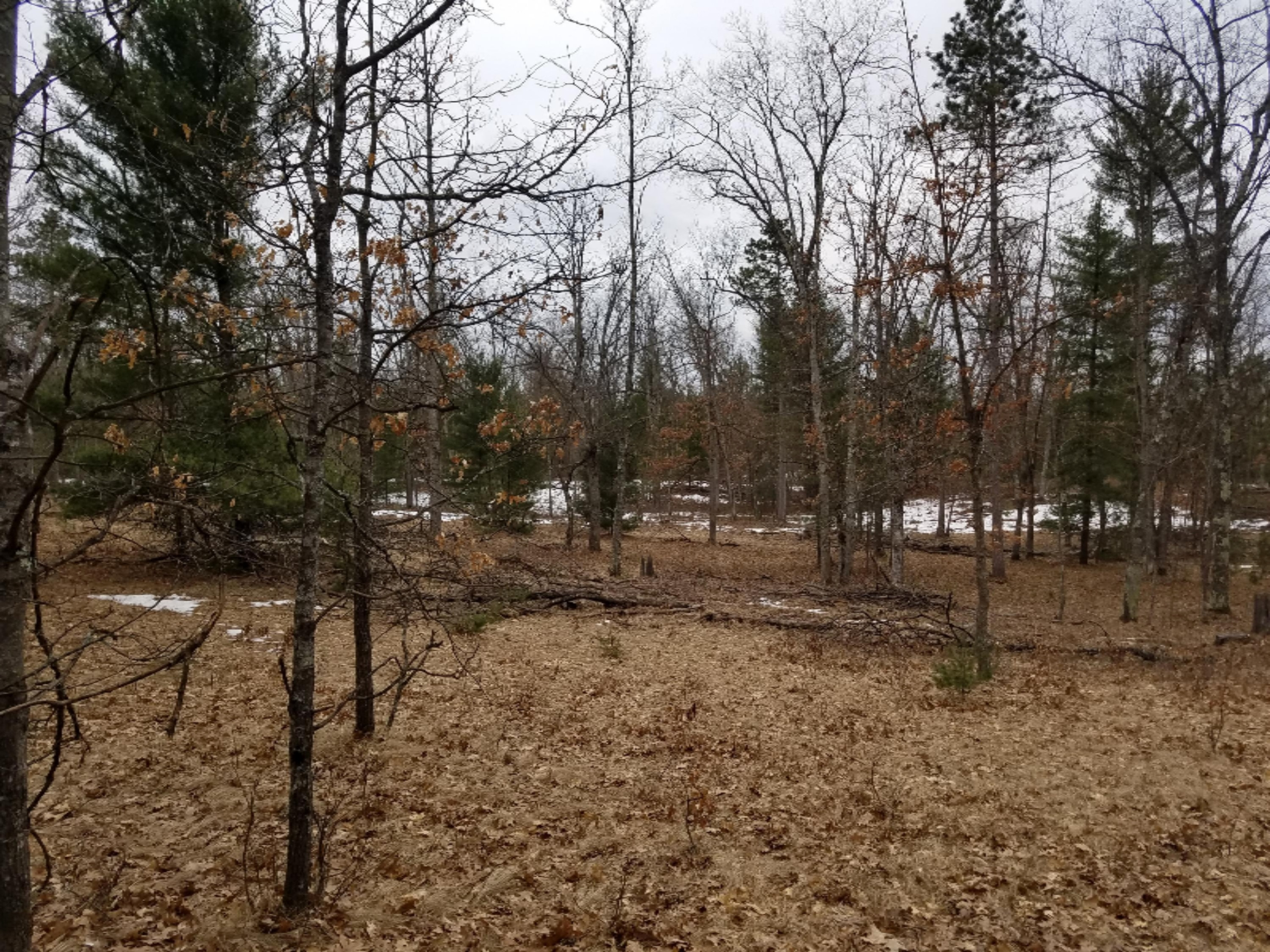 Guenthardt Road Manistee, MI 49660 - Photo 8 of 15 Clearing
