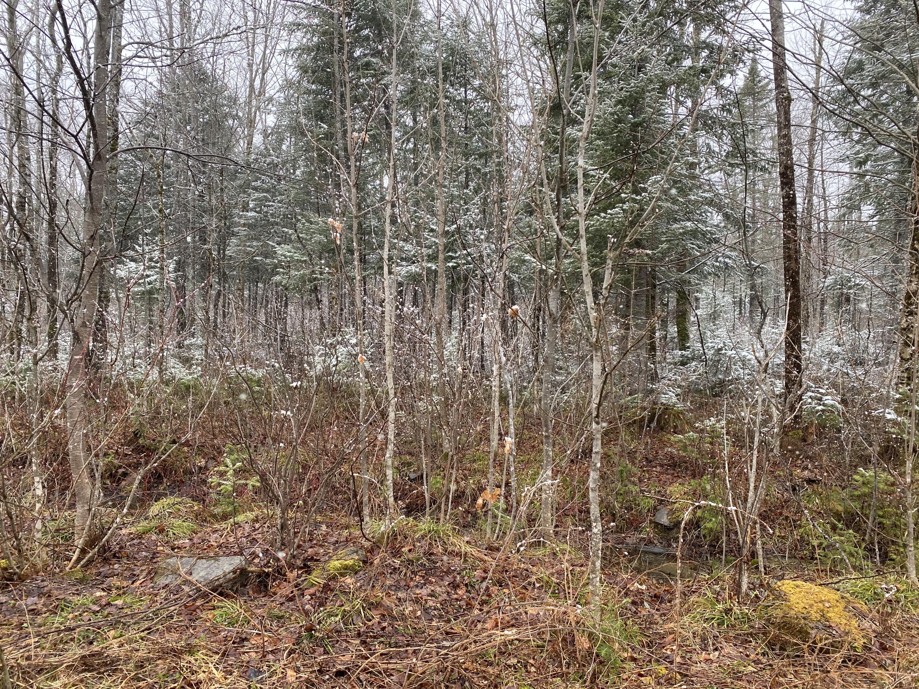 913 Skedgell Road Orient, ME 04471 - Photo 18 of 19 !cid_CE89F494-B604-44A0-920B-3A980D2D828