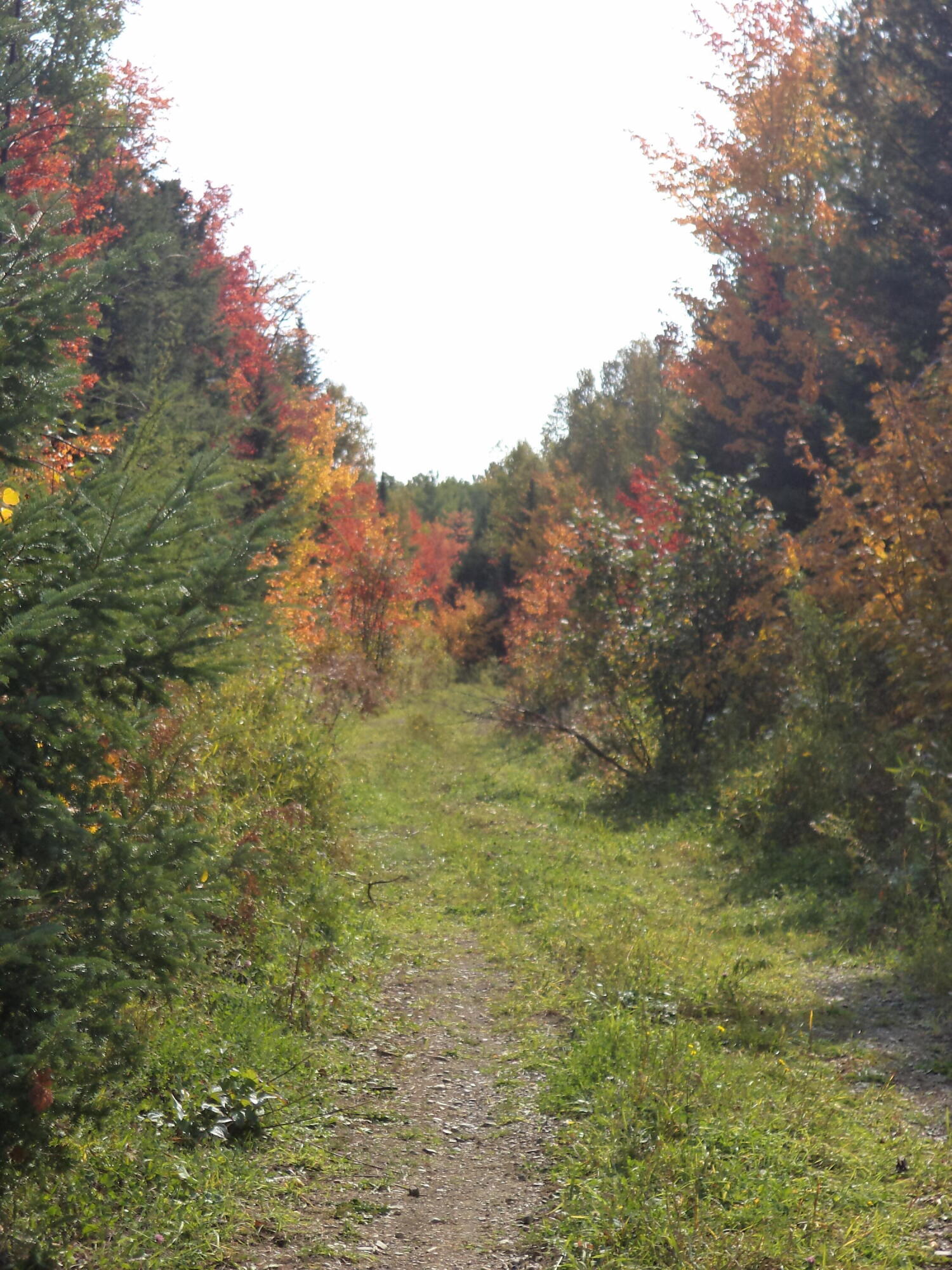 913 Skedgell Road Orient, ME 04471 - Photo 6 of 19 DSC01570