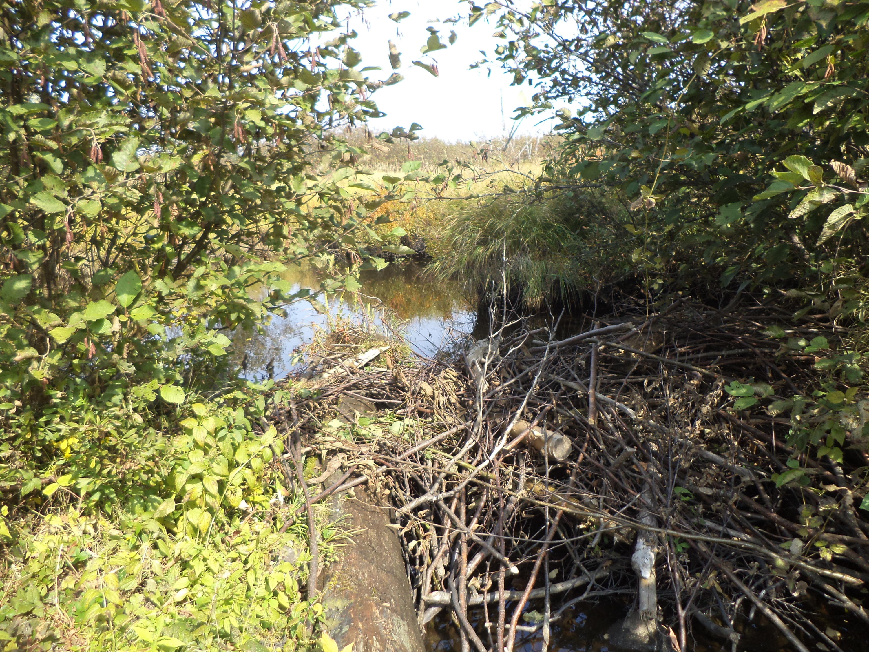 913 Skedgell Road Orient, ME 04471 - Photo 7 of 19 DSC01578