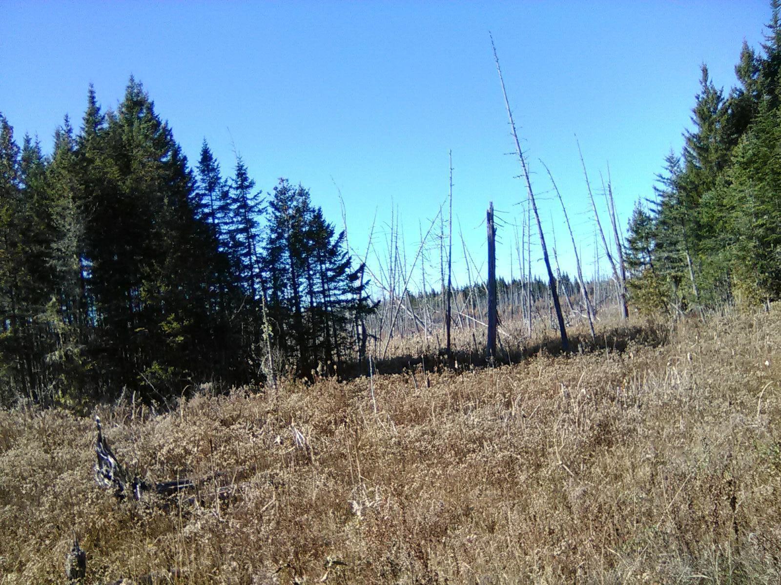 913 Skedgell Road Orient, ME 04471 - Photo 9 of 19 PART_1604164145204_Image1604164145193