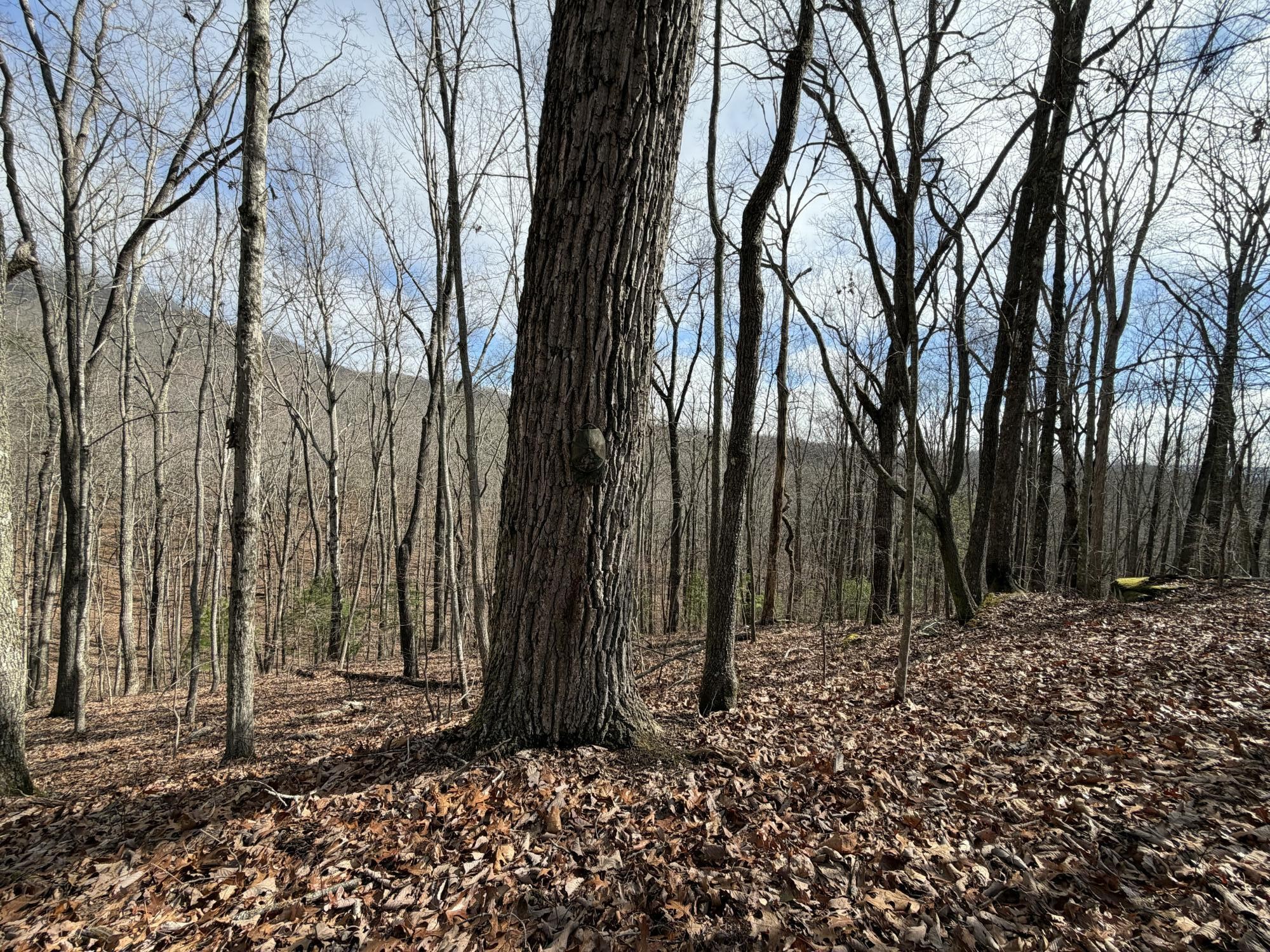 0 Grouse Ridge Road Harriman, TN 37748 - Photo 10 of 15 Gallery Image 10