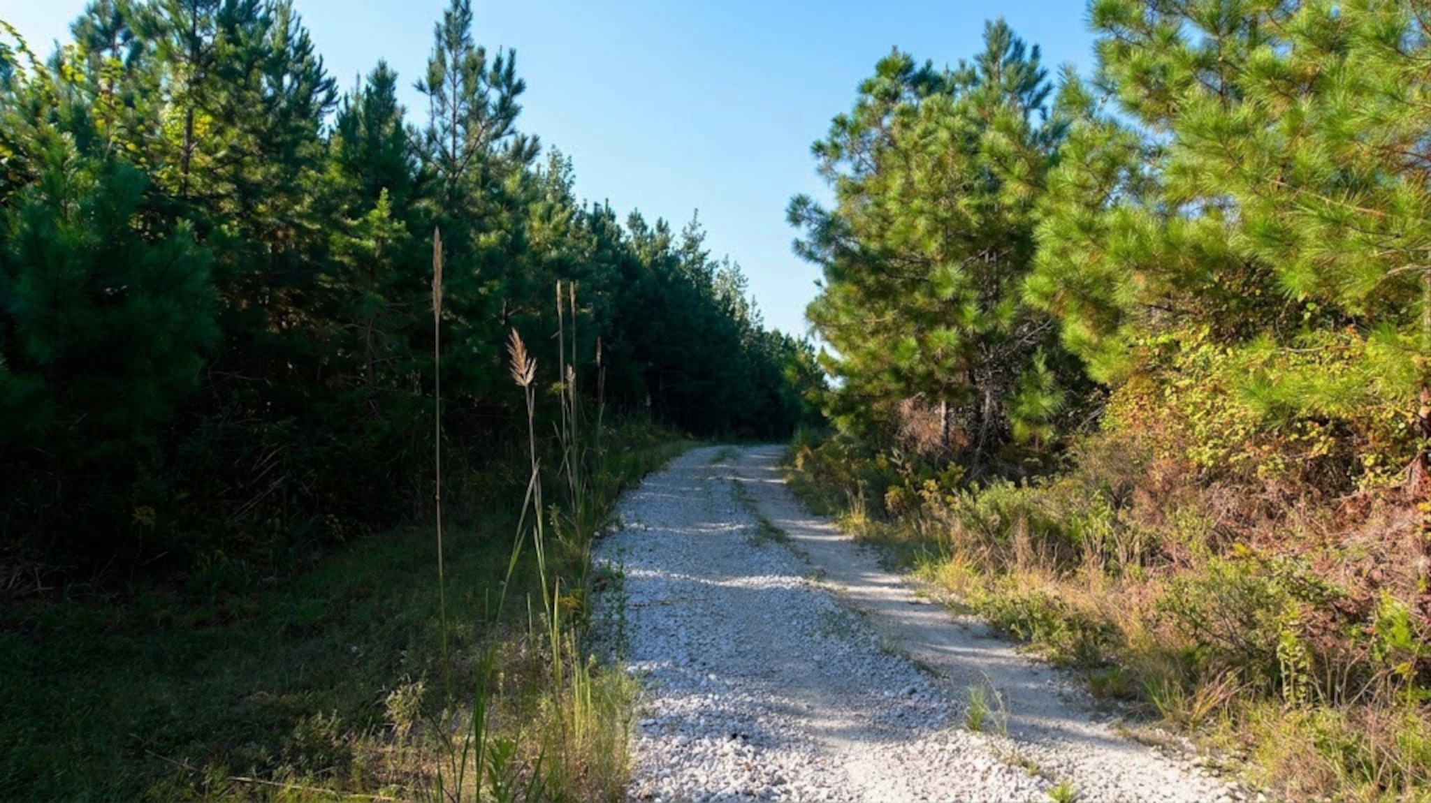3 Ables Road Cherokee, AL 35616 - Photo 14 of 15 Gallery Image 14