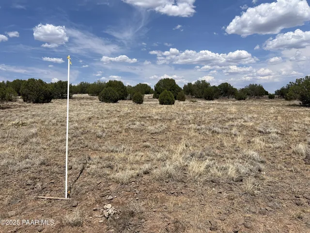 a view of a dry yard with trees