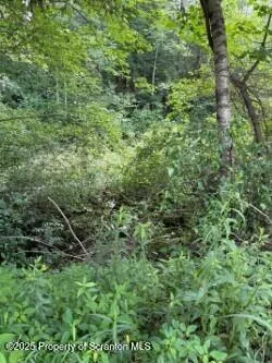 a view of a lush green forest