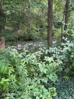 a view of a lush green forest