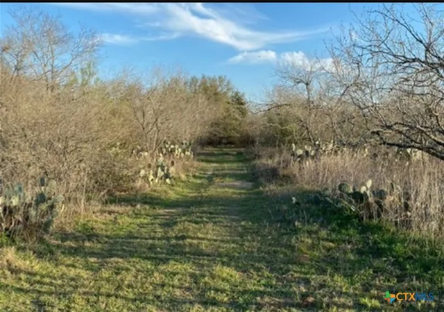 a view of a park with large trees