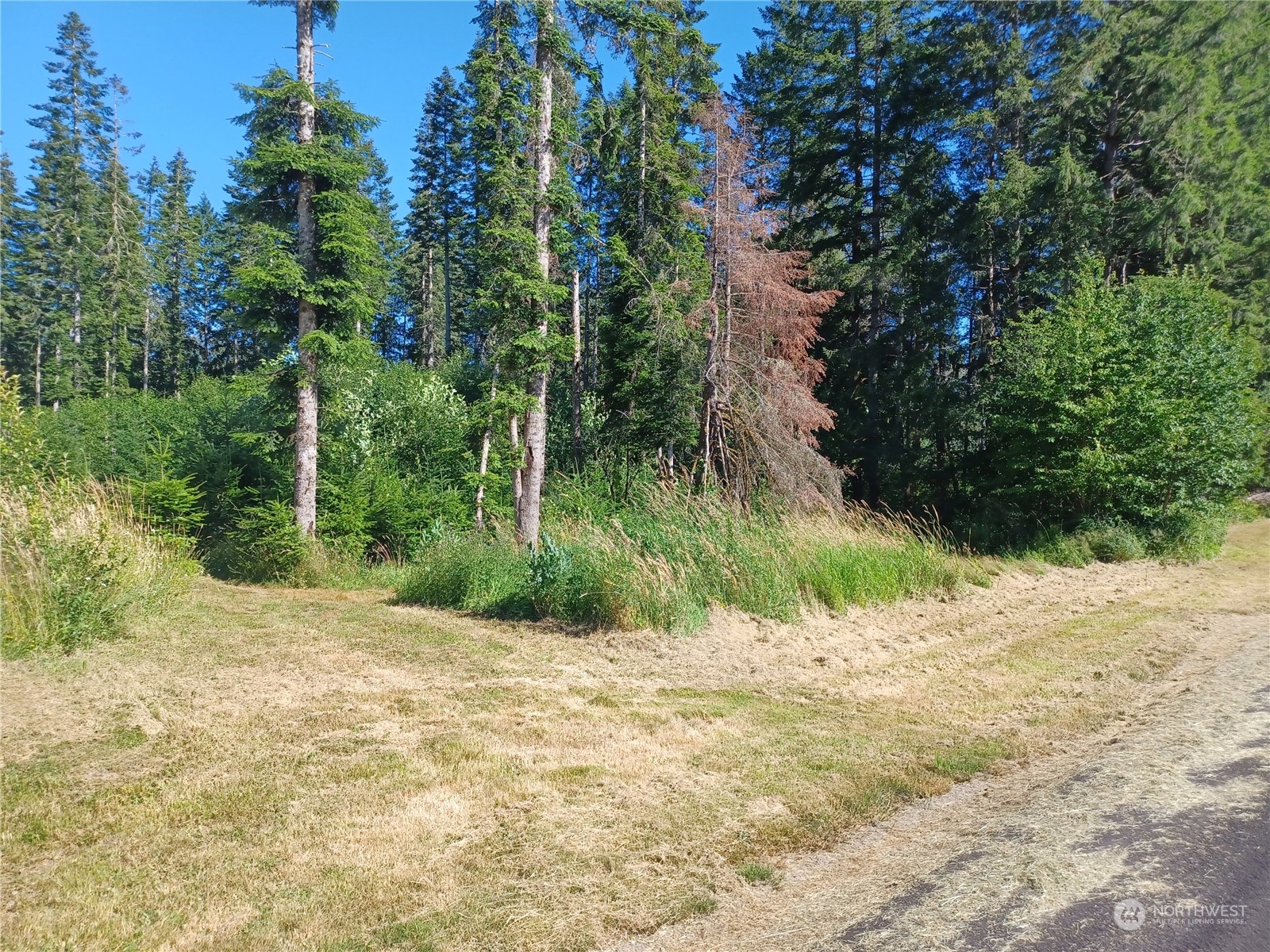 117 Dunivan Road Vader, WA 98593 - Photo 1 of 7 a pathway of a yard