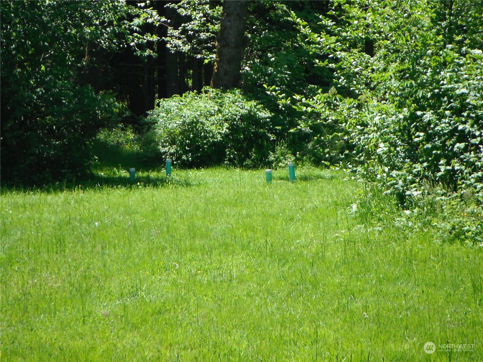 117 Dunivan Road Vader, WA 98593 - Photo 3 of 7 a view of backyard with green space