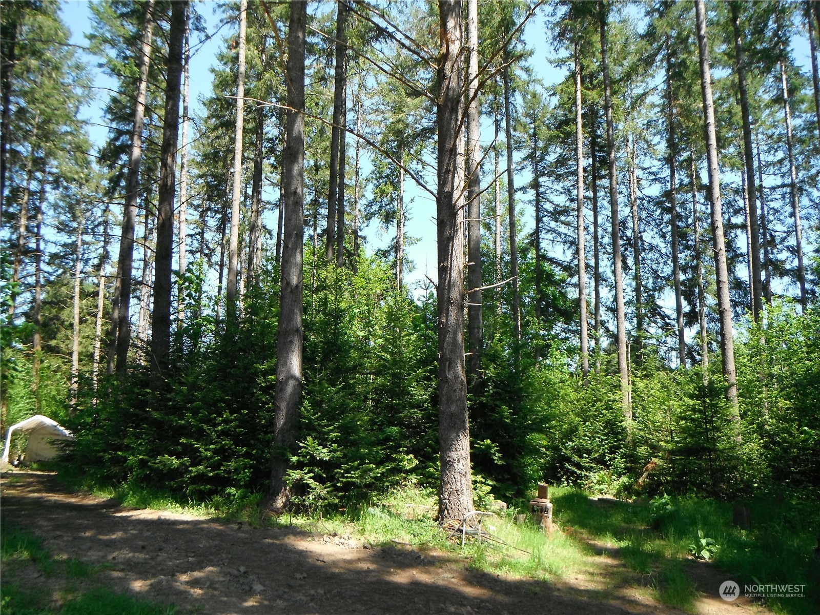 117 Dunivan Road Vader, WA 98593 - Photo 6 of 7 a view of forest