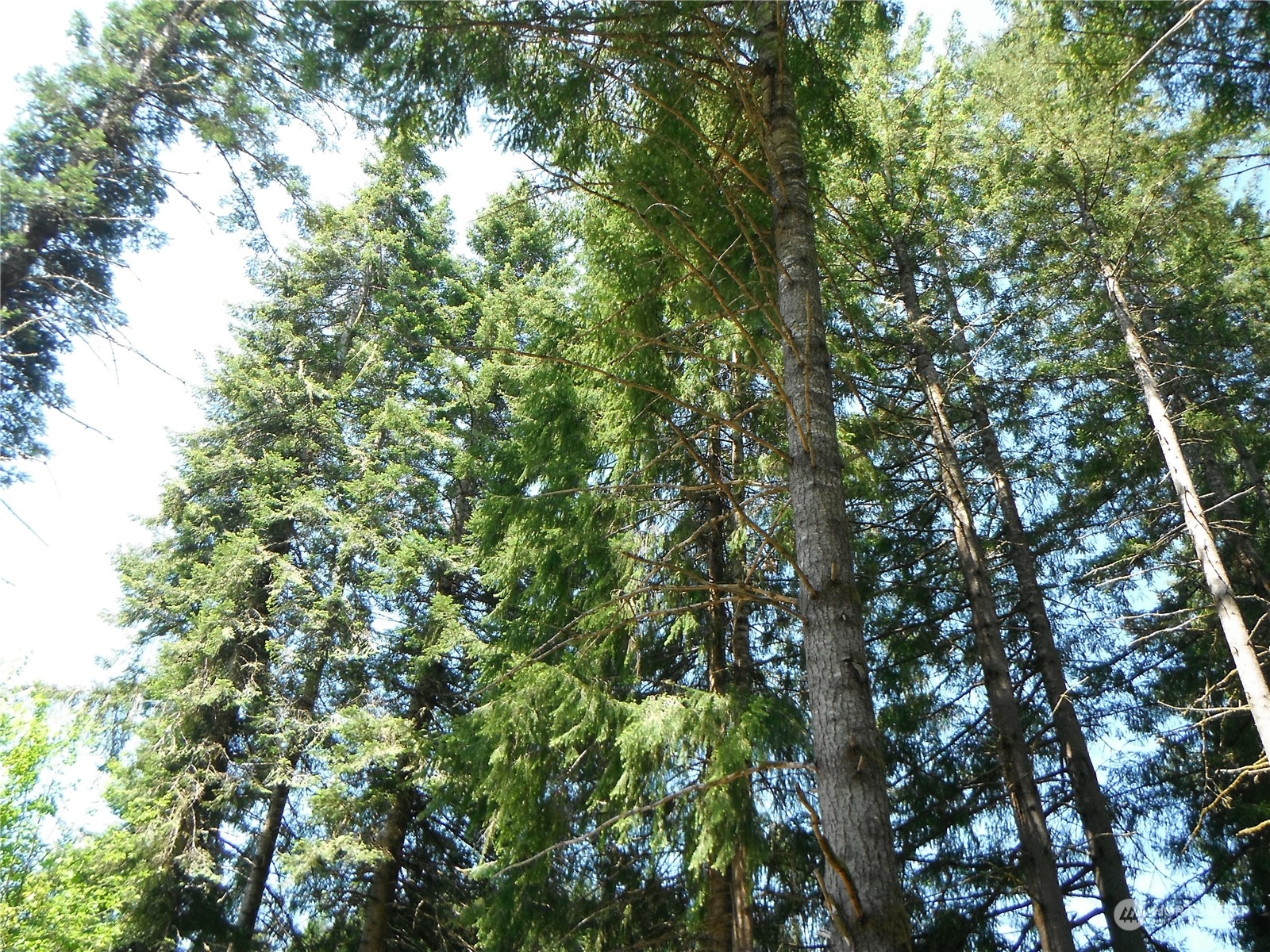 117 Dunivan Road Vader, WA 98593 - Photo 7 of 7 a view of a tree