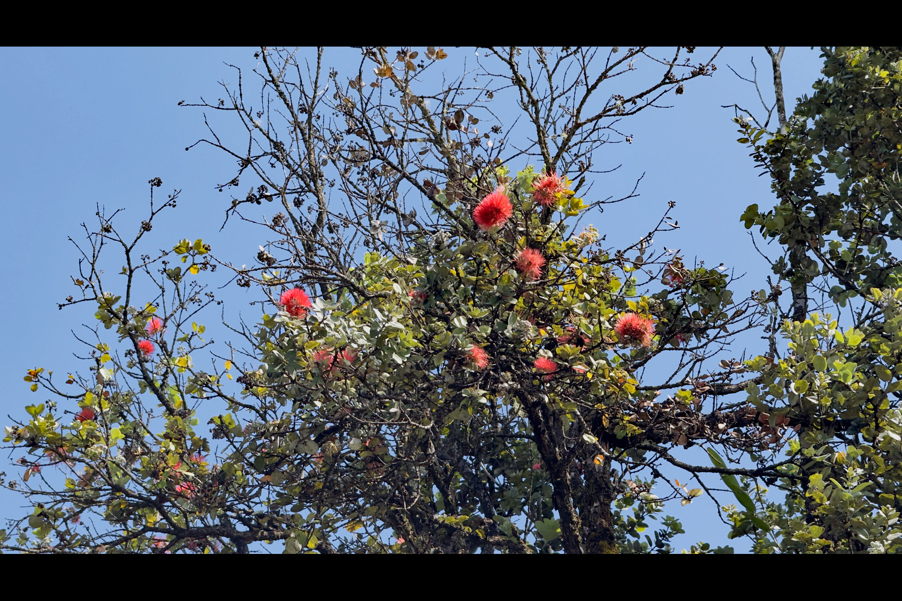 2444 Uhini Ana Rd Mountain View Pahoa, HI 96778 - Photo 17 of 25