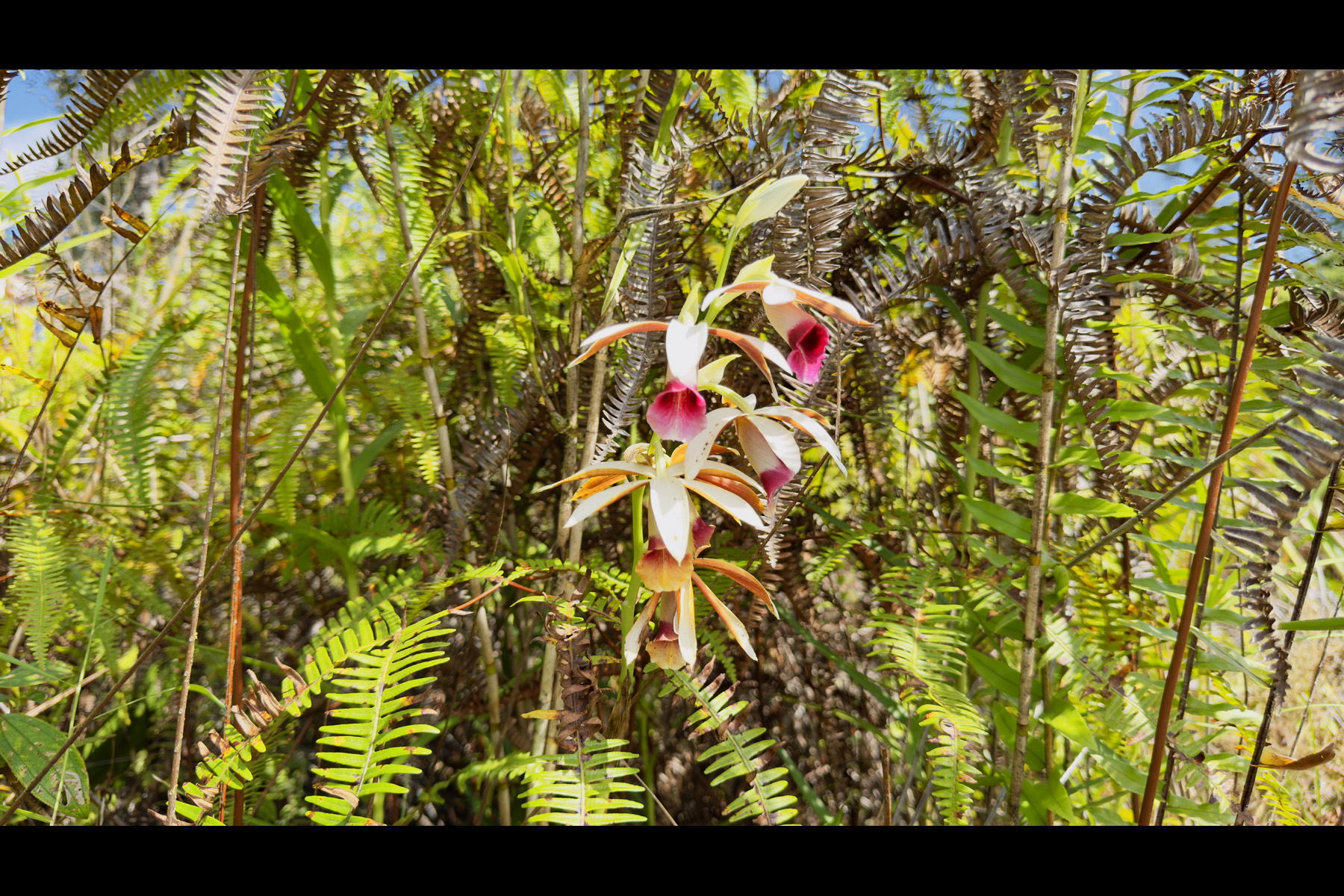 2444 Uhini Ana Rd Mountain View Pahoa, HI 96778 - Photo 18 of 25