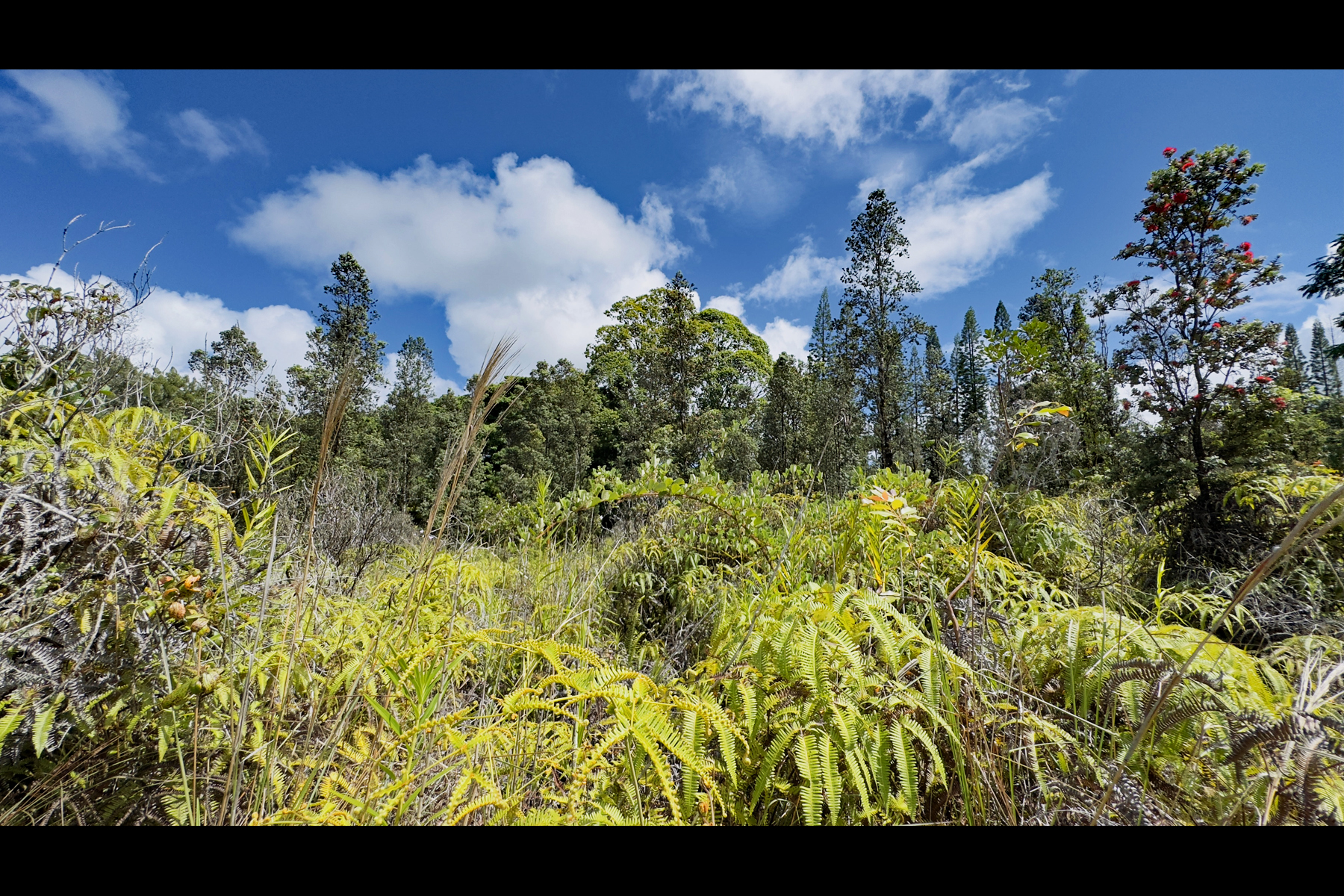2444 Uhini Ana Rd Mountain View Pahoa, HI 96778 - Photo 23 of 25