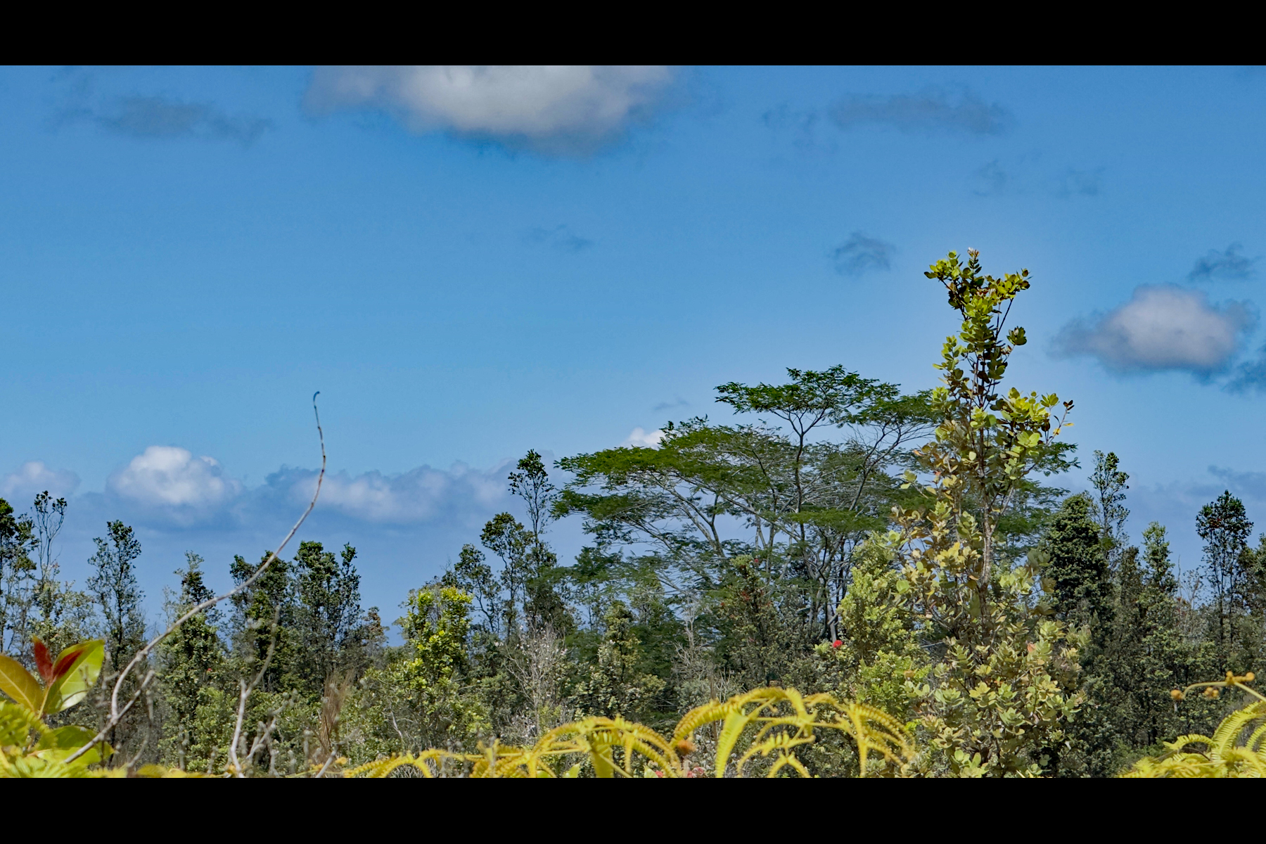 2444 Uhini Ana Rd Mountain View Pahoa, HI 96778 - Photo 24 of 25