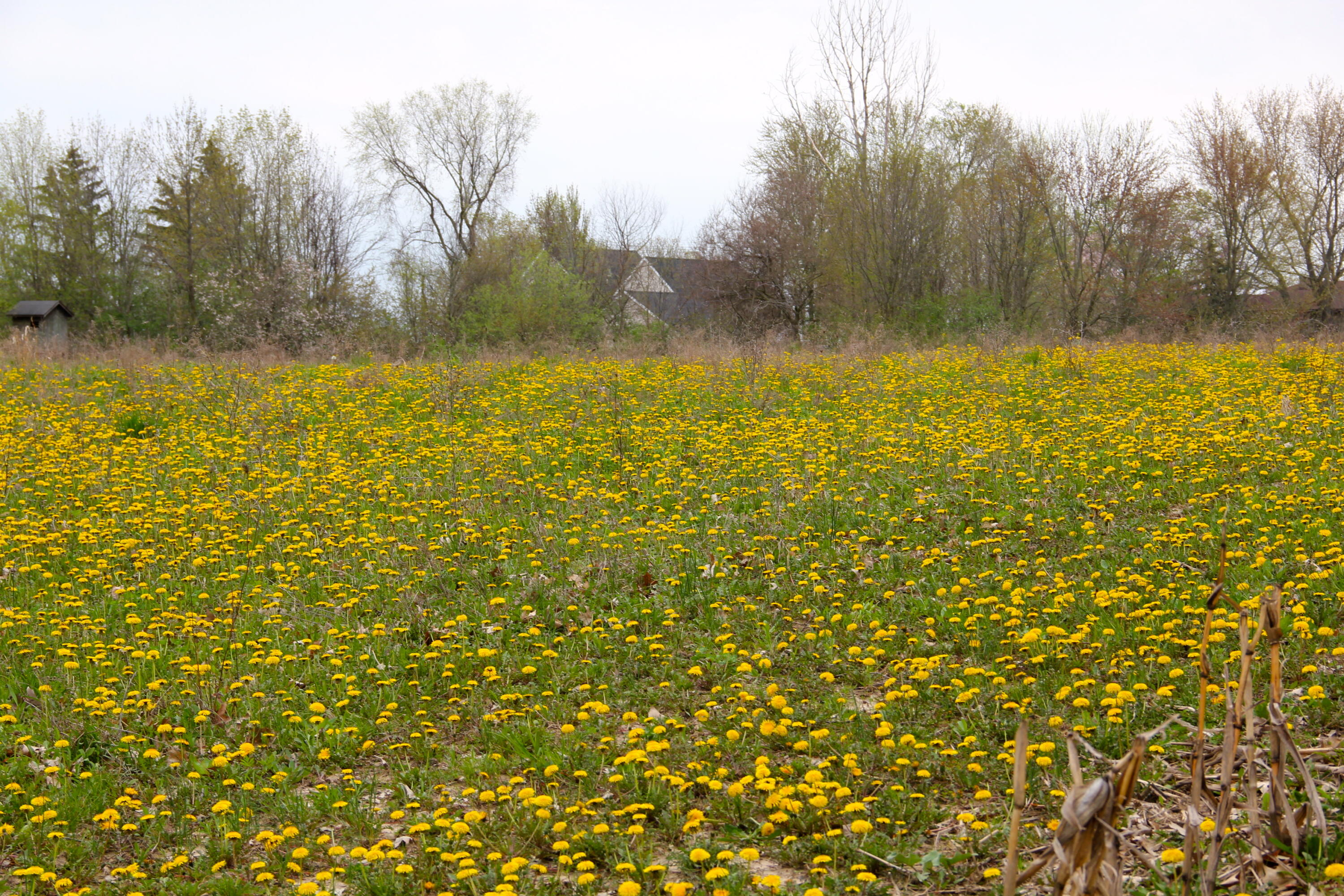 3405 Bauer Road Jenison, MI 49428 - Photo 11 of 17 IMG_4527