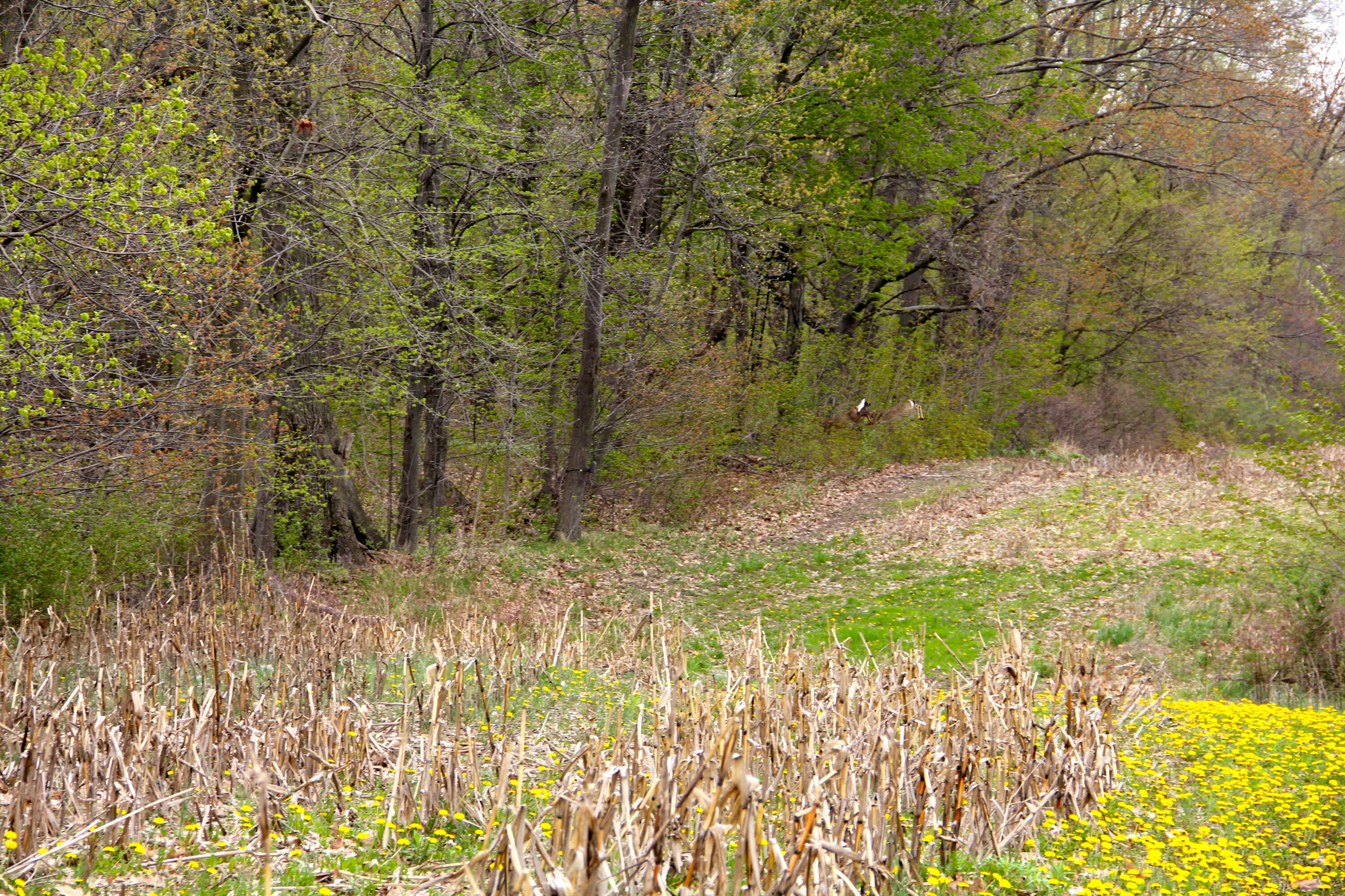 3405 Bauer Road Jenison, MI 49428 - Photo 4 of 17 IMG_4525
