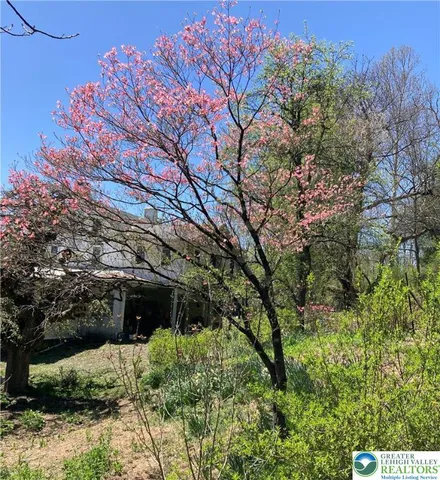 a view of a garden with plants