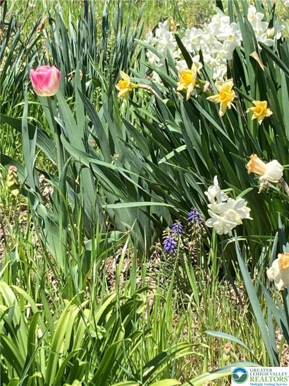 7007 Bausch Road New Tripoli, PA 18066 - Photo 29 of 36 a flower view