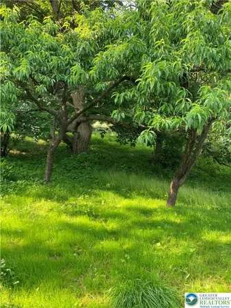 a view of a yard with plants and large trees