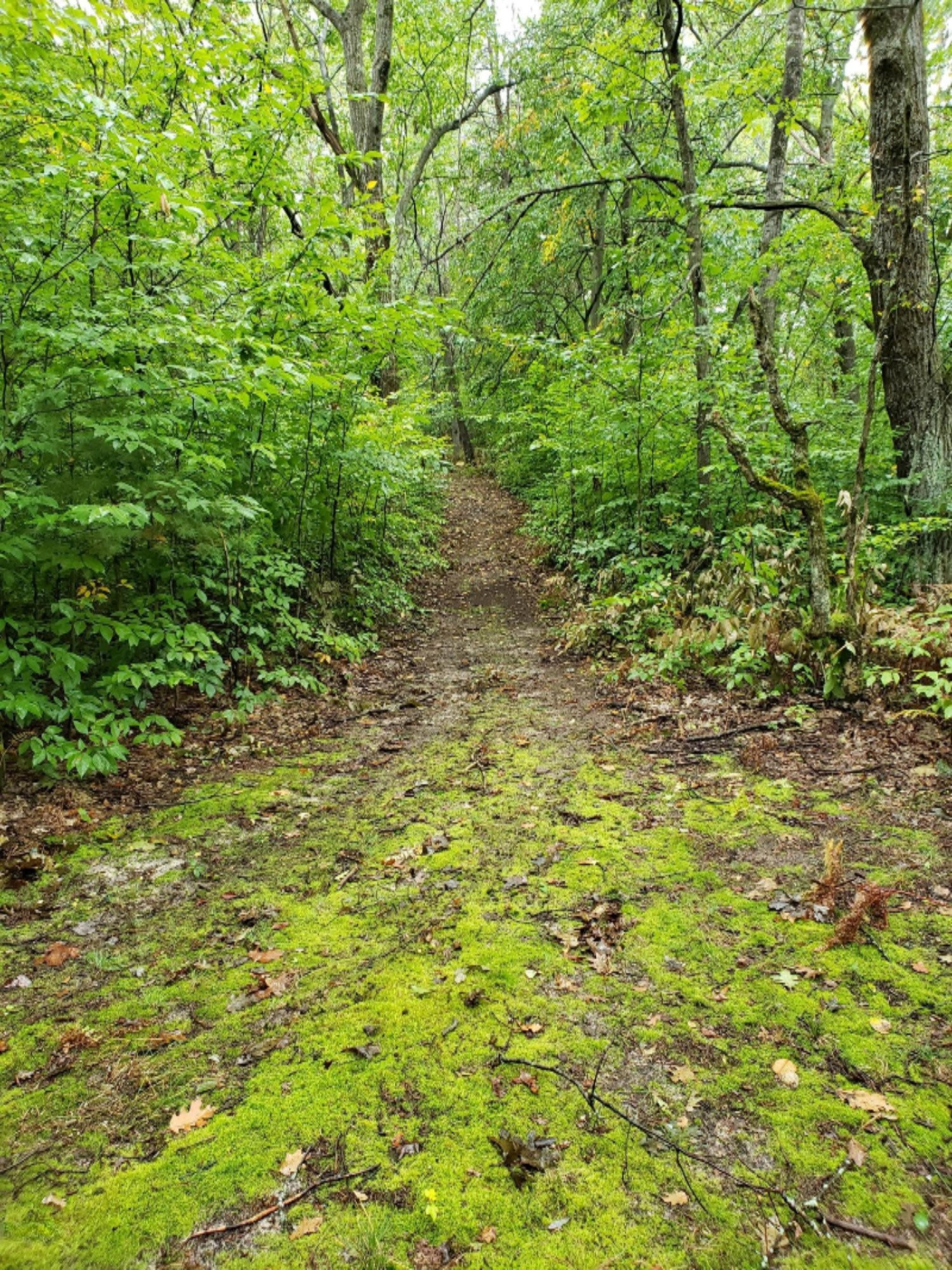 1926 South Deer Lake Road Reed City, MI 49677 - Photo 14 of 25 20180930_104426