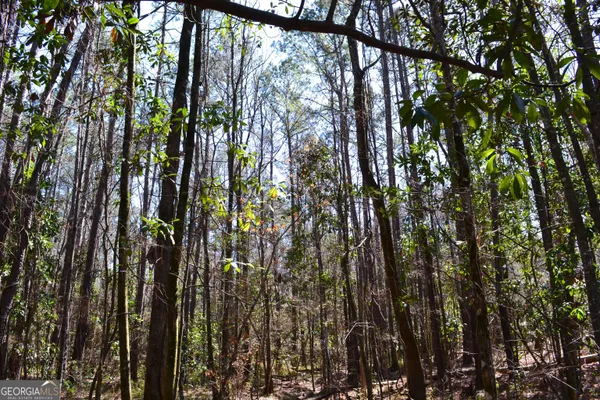 a view of forest