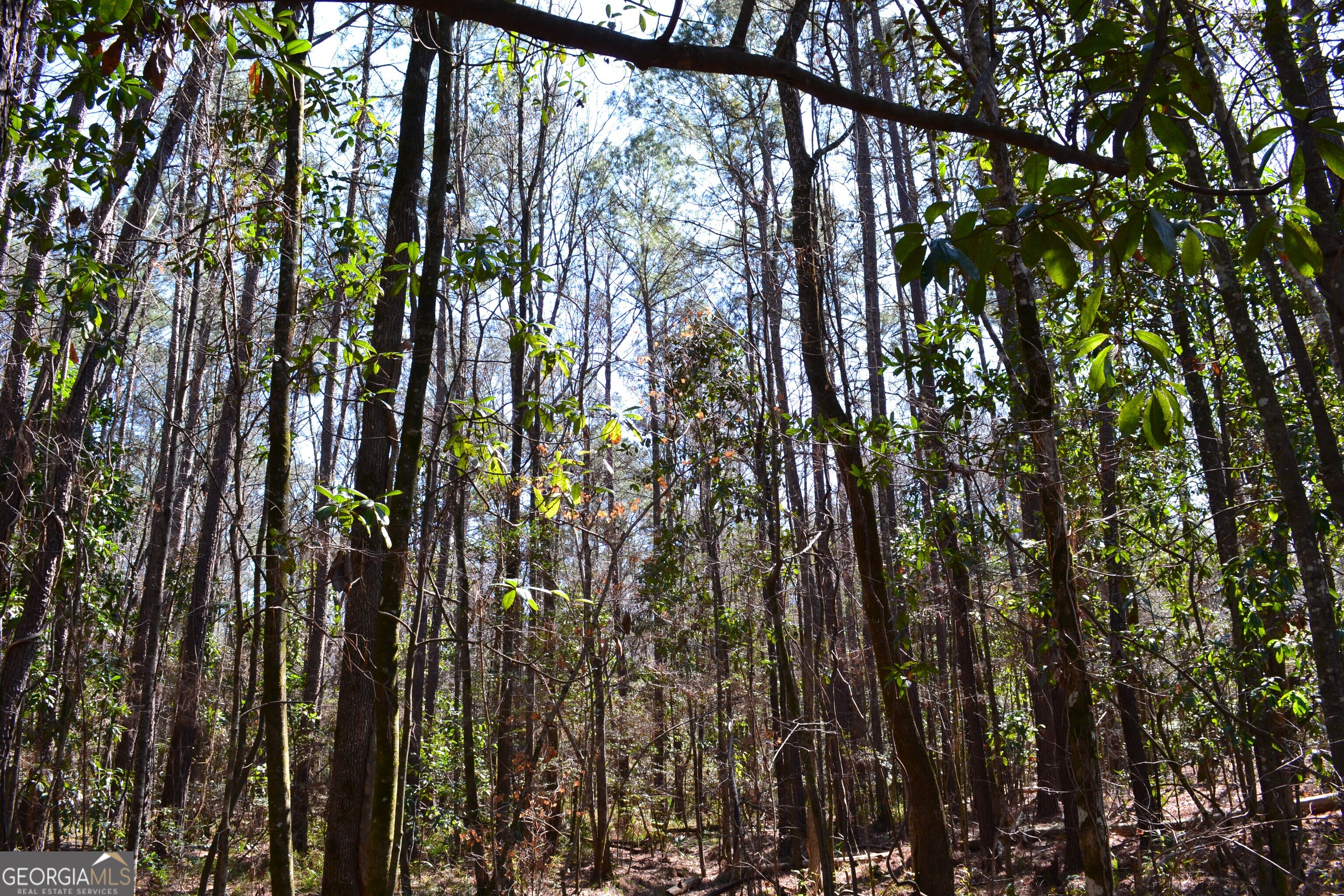 0 Mark Wood Road Dexter, GA 31019 - Photo 4 of 8 a view of forest