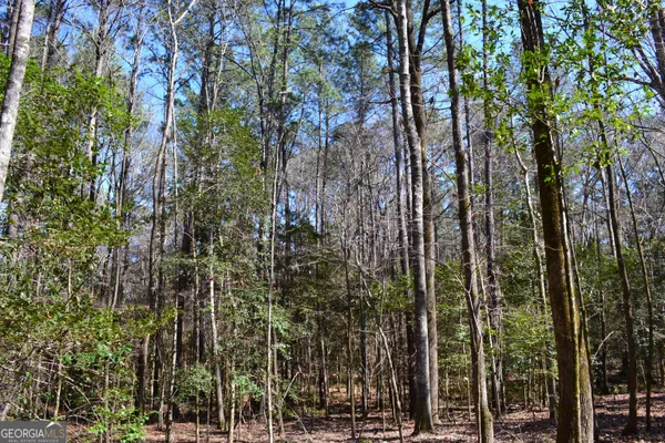 a view of a forest filled with trees