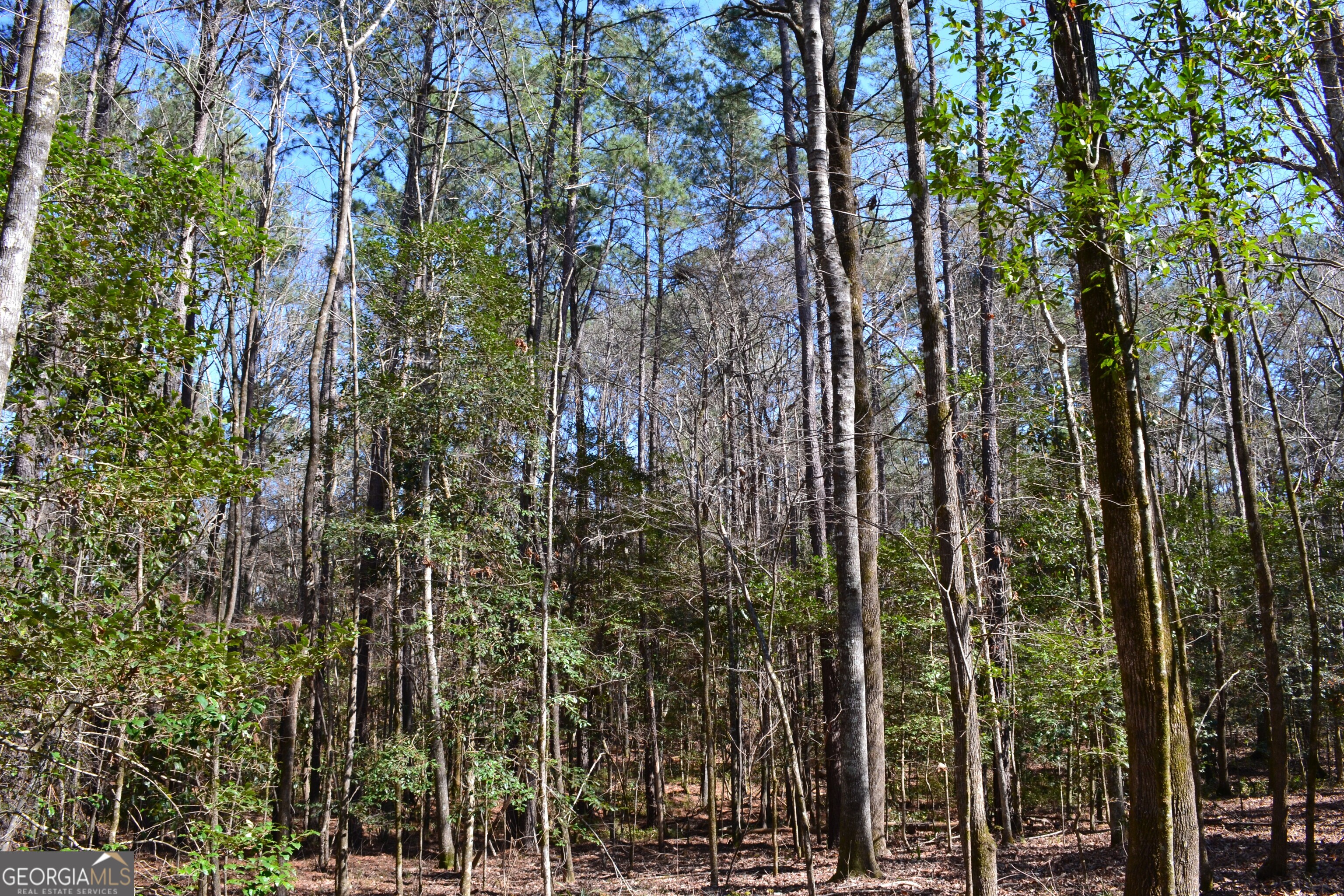 0 Mark Wood Road Dexter, GA 31019 - Photo 5 of 8